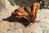 Boloria sp.